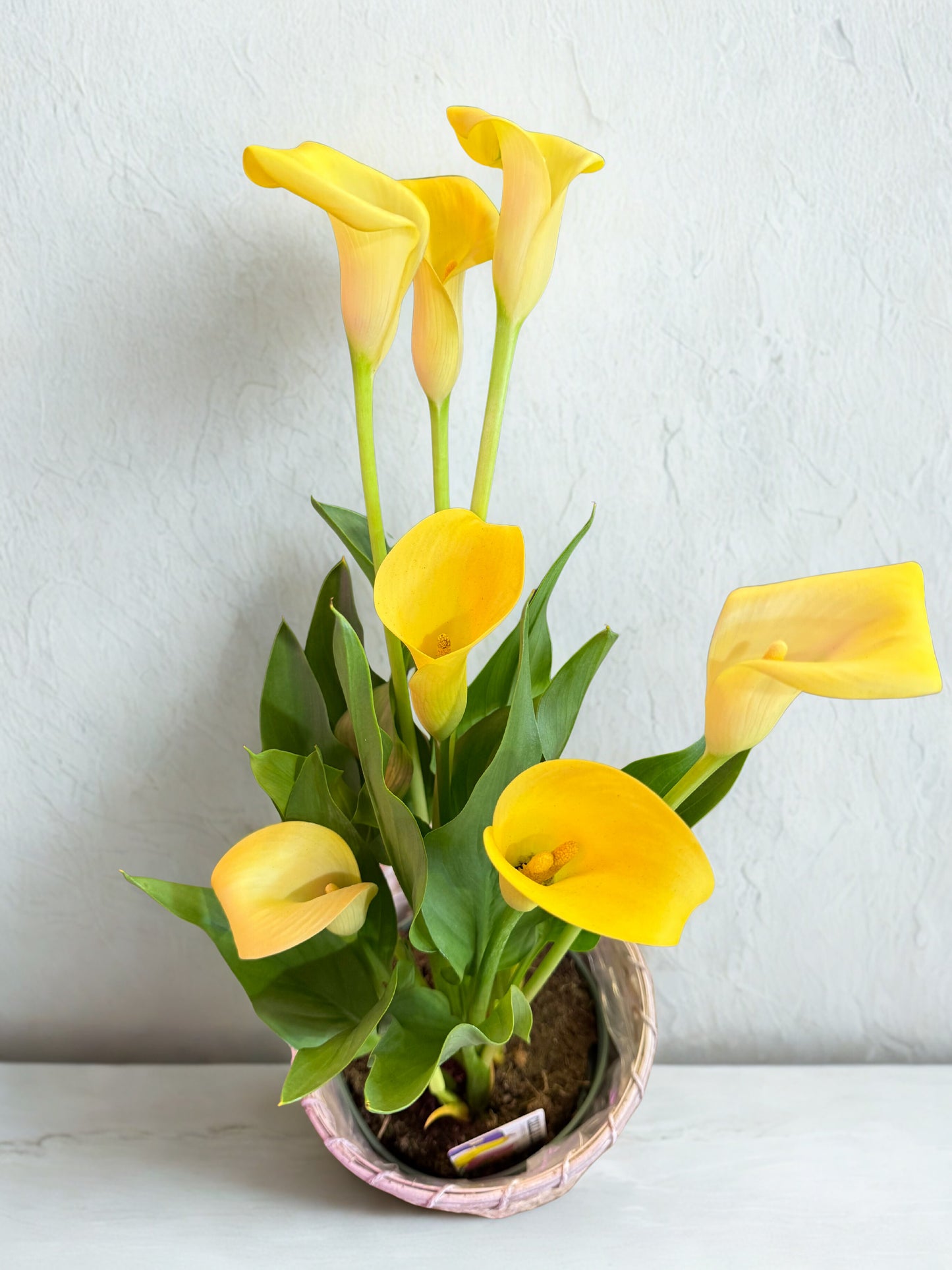 Sunny Calla Lily