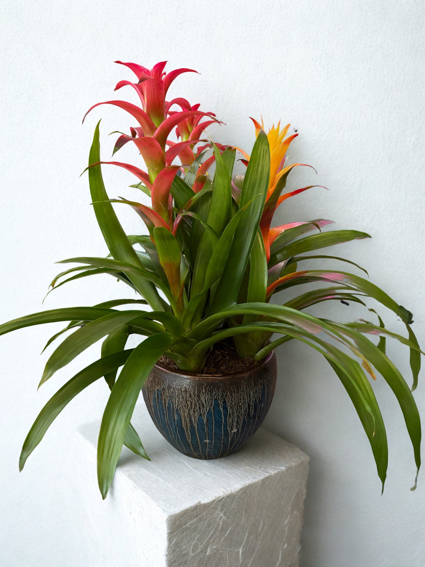 Tropical Bromeliad Garden