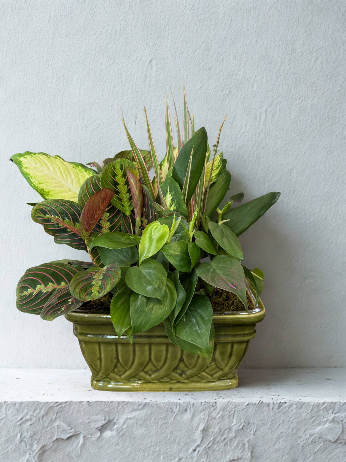 Lush Green Dish Garden
