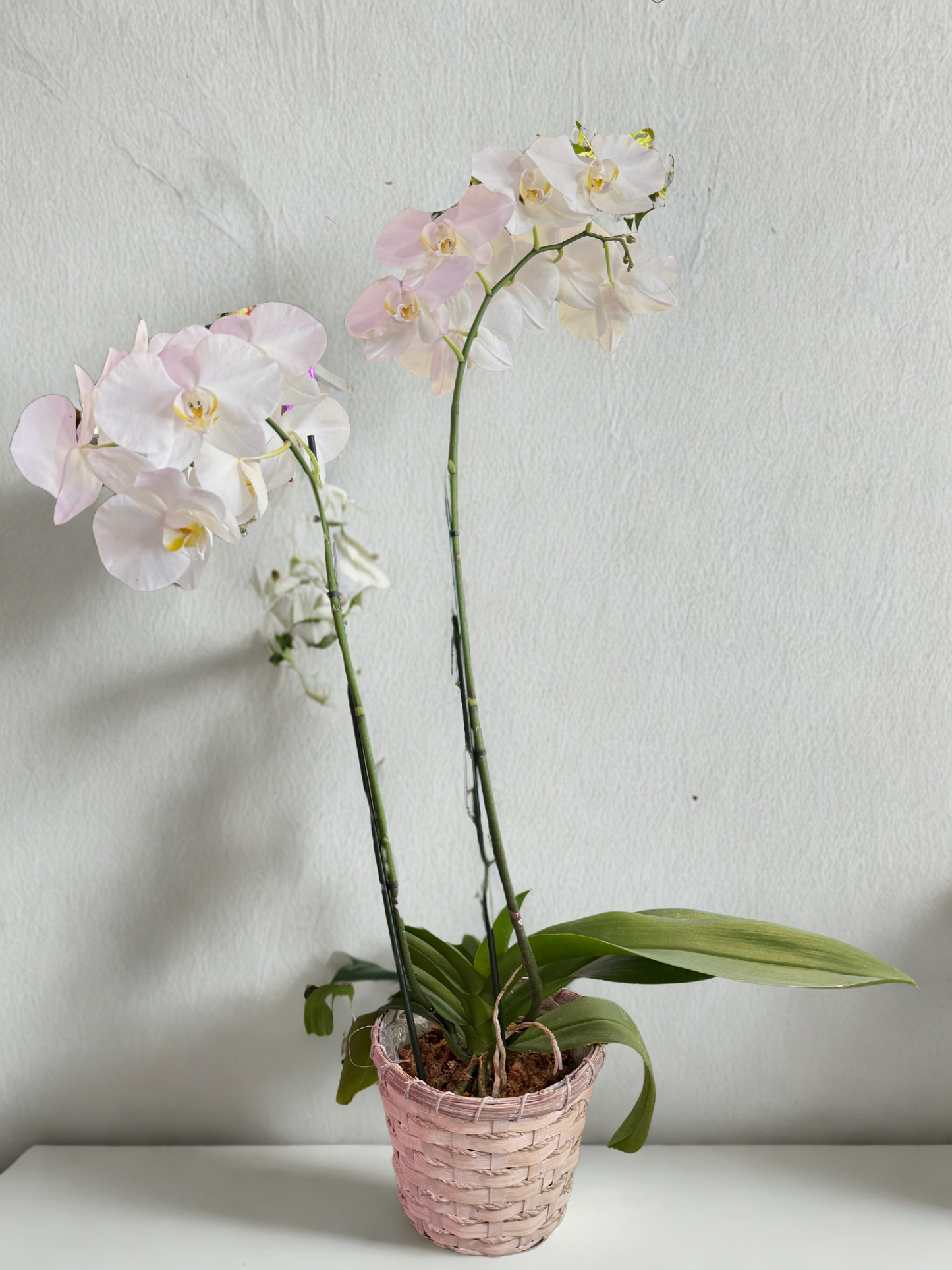Double Stem Phalaenopsis Orchid