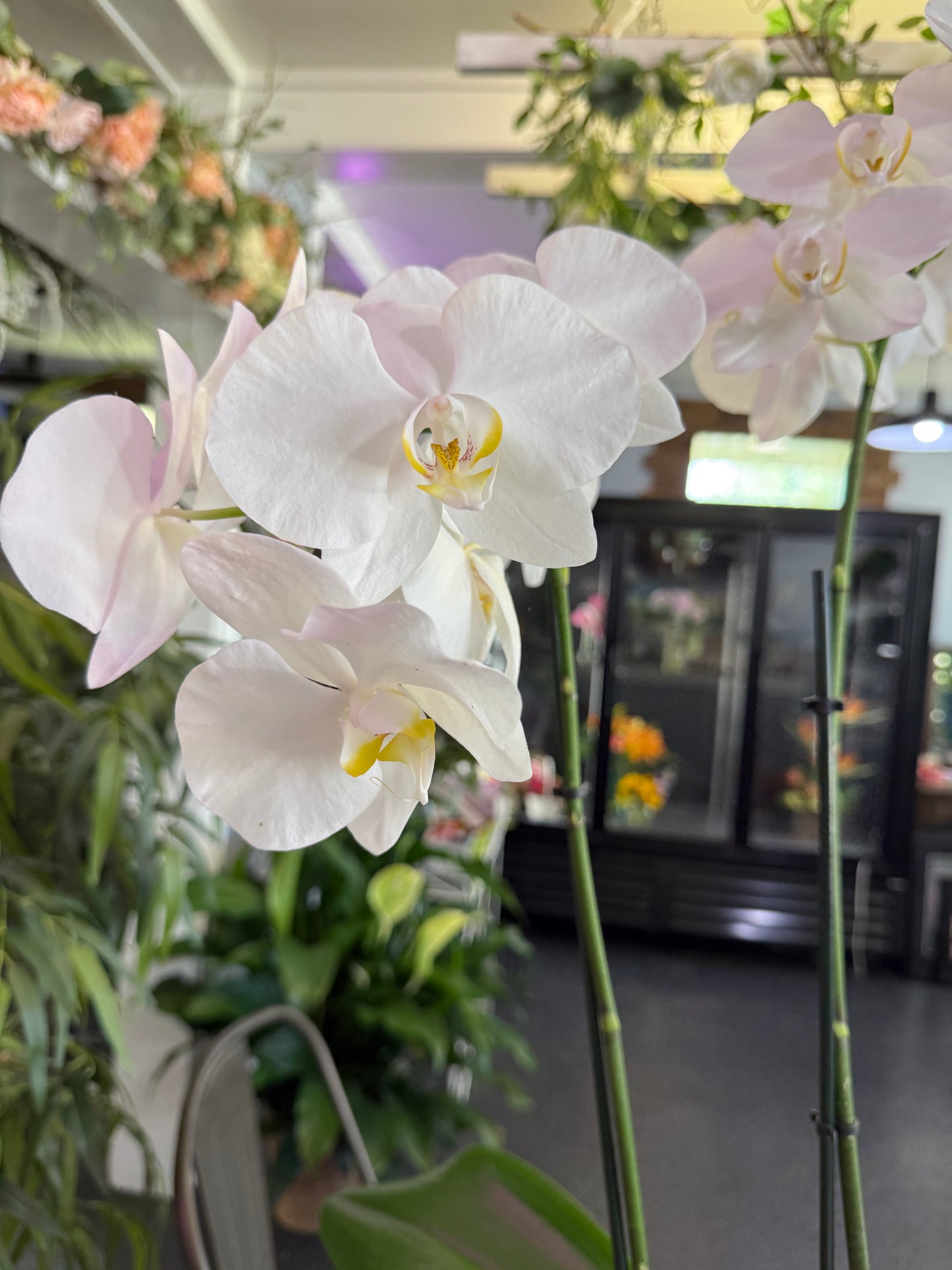 Double Stem Phalaenopsis Orchid