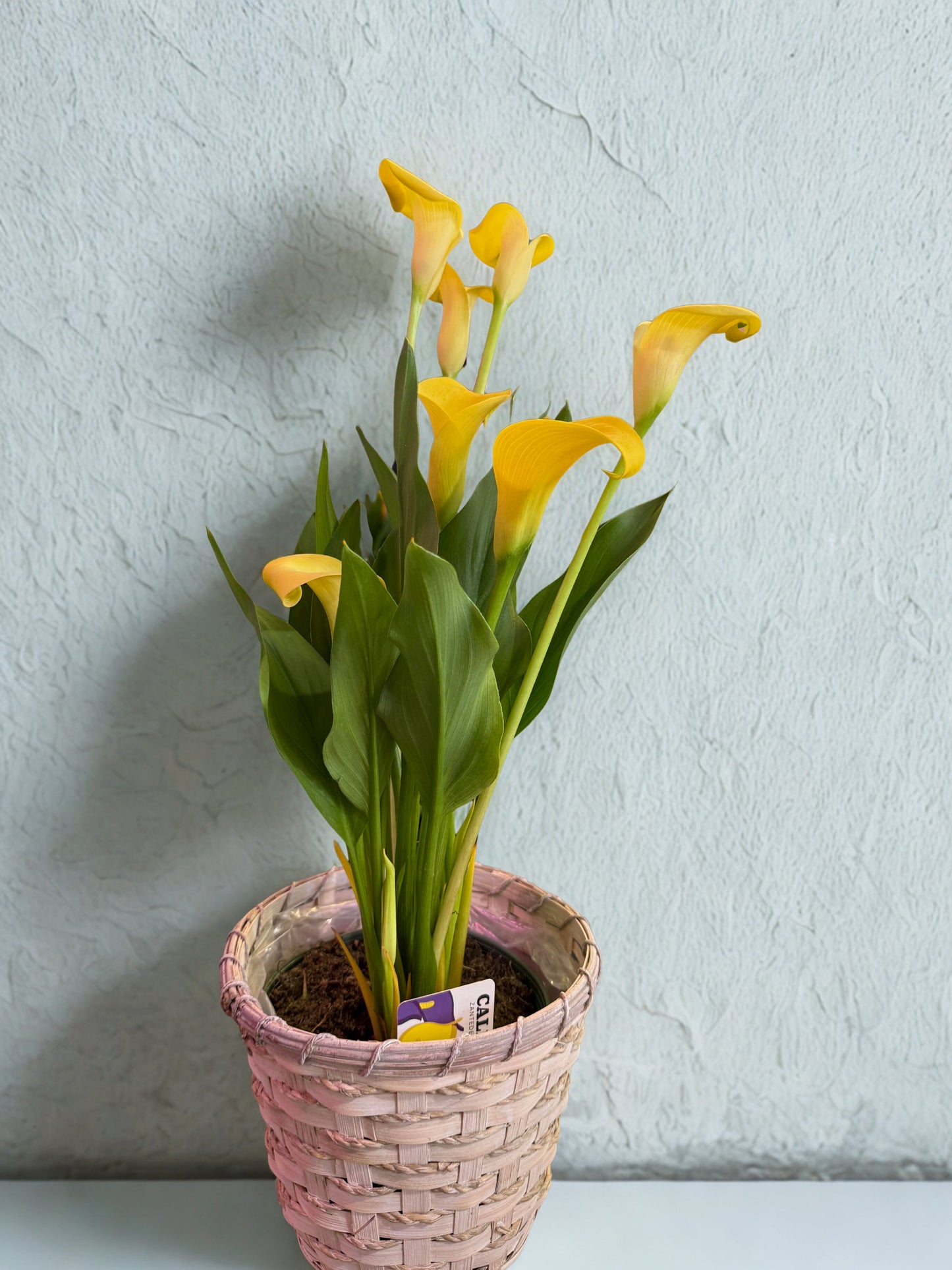 Sunny Calla Lily