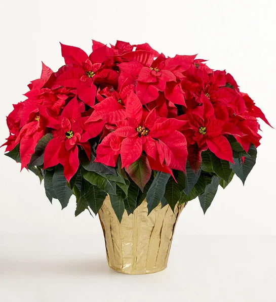 Red Poinsettia