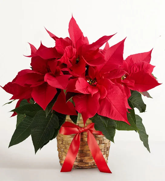 Red Poinsettia