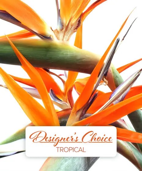 Tropical Designers Choice