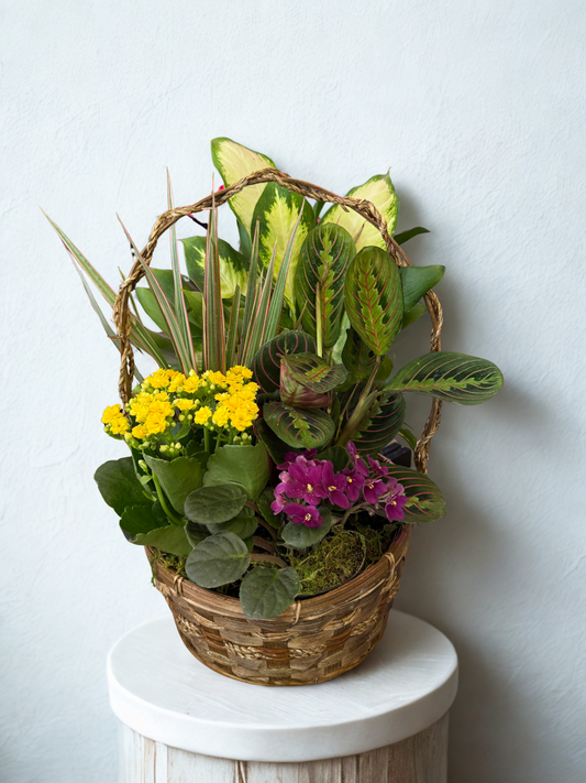 Blooming Dish Garden