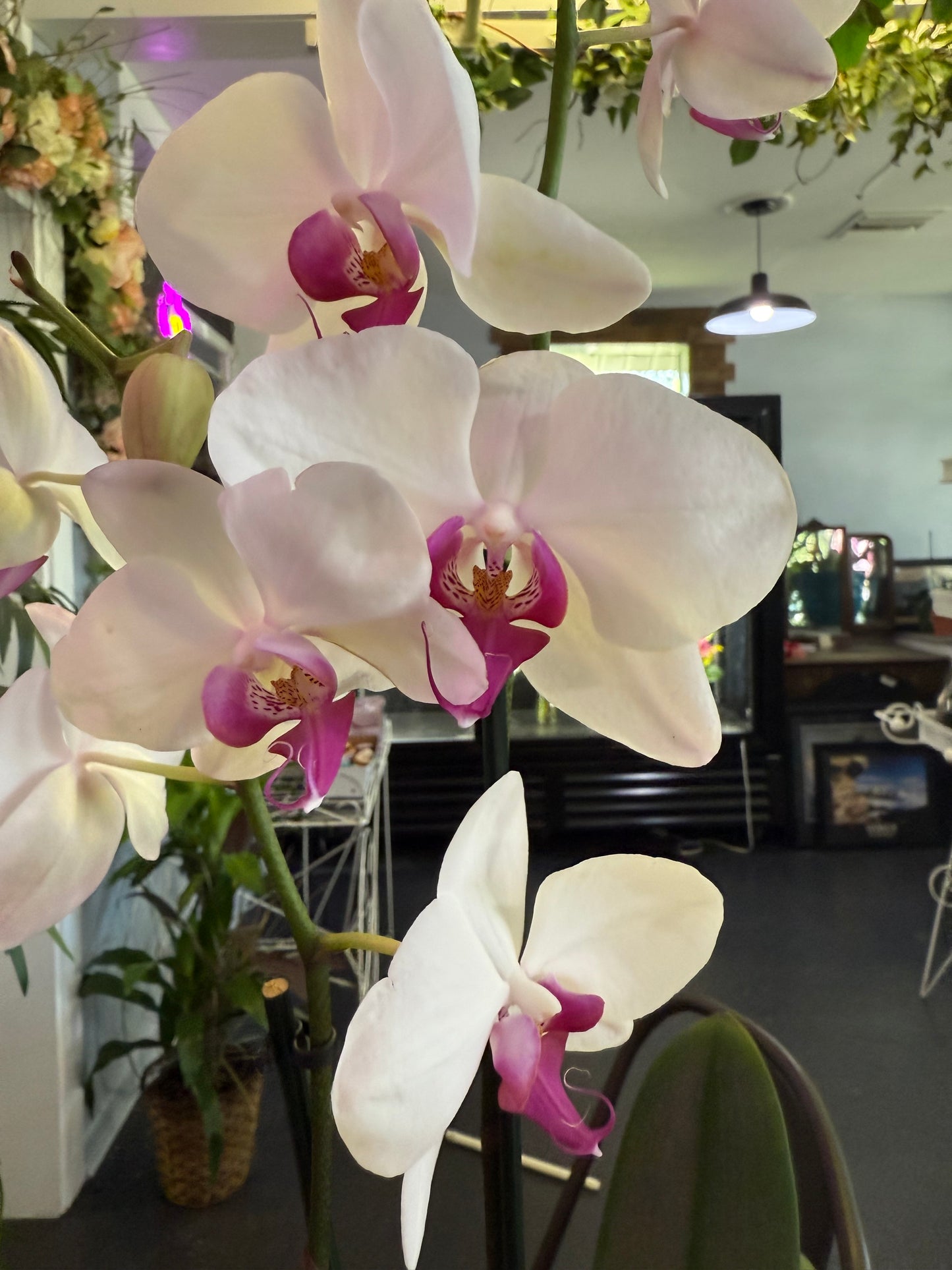 Double Spike Phalaenopsis Orchid