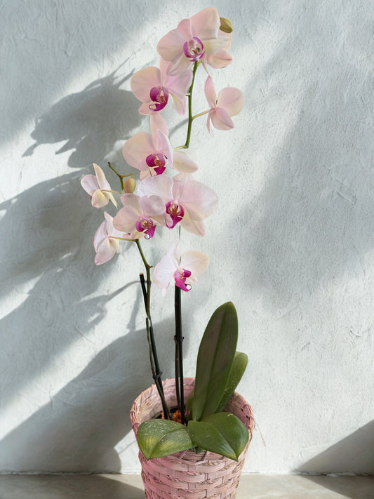 Double Spike Phalaenopsis Orchid