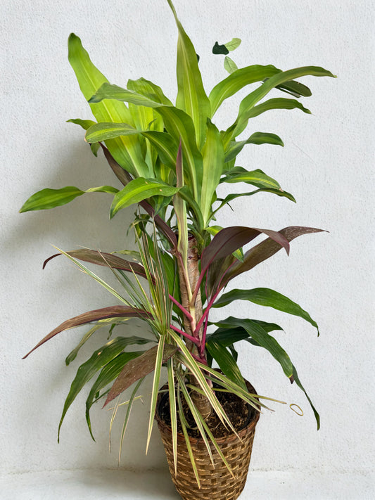 Dracaena Fragrans "Corn Plant"