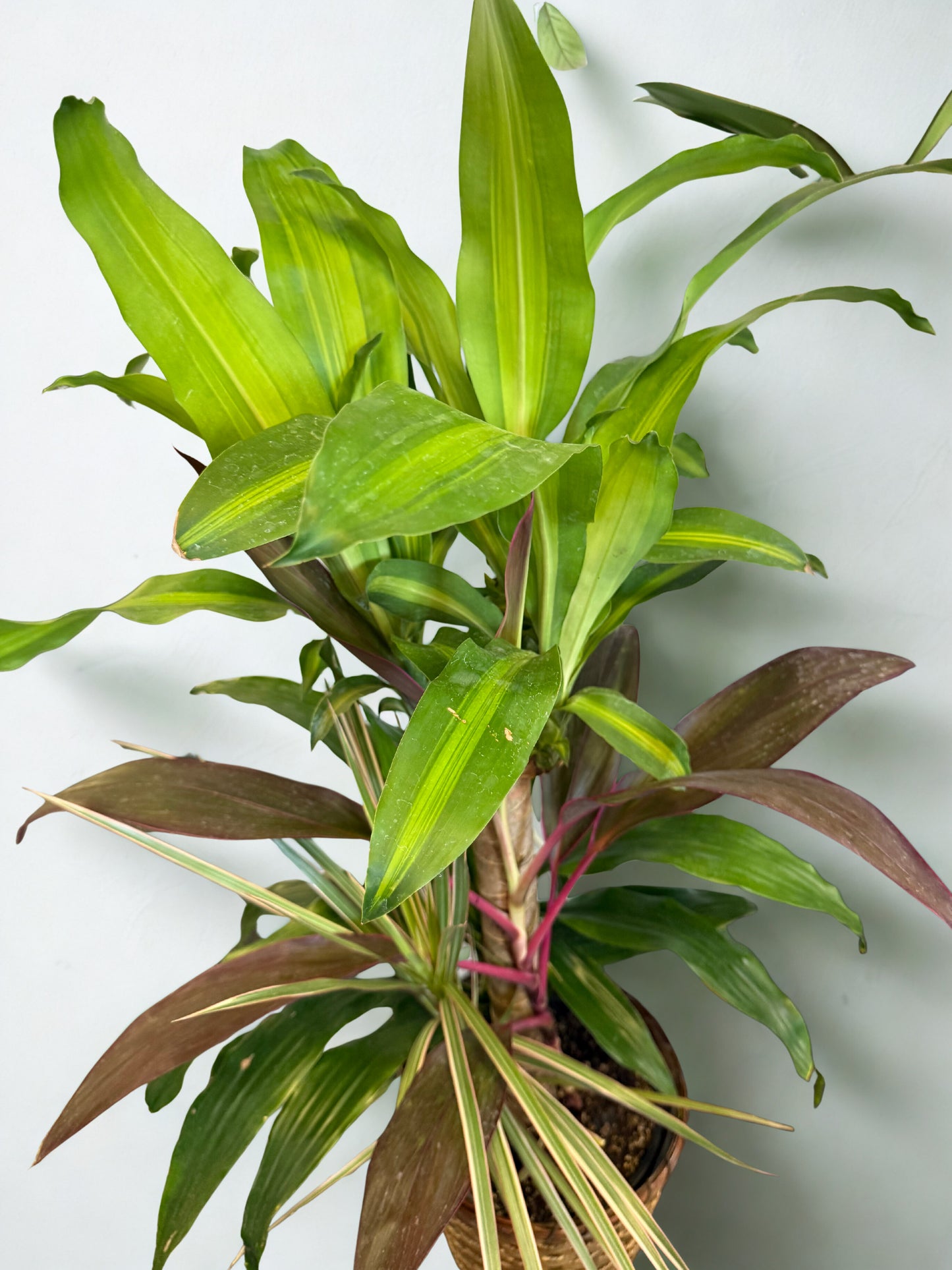 Dracaena Fragrans "Corn Plant"