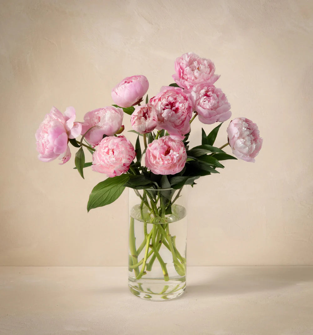 Sweet Peony Love