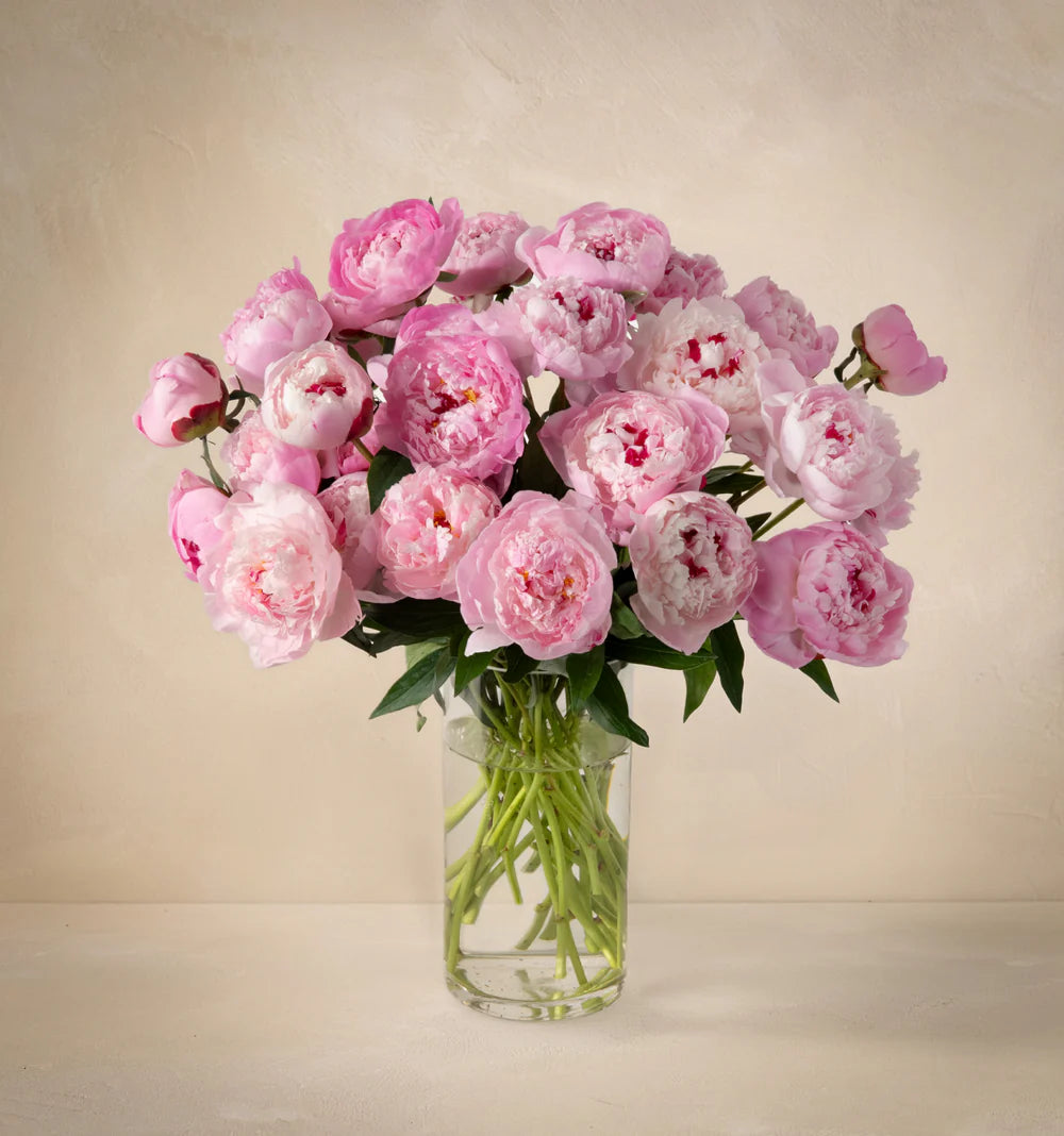 Sweet Peony Love