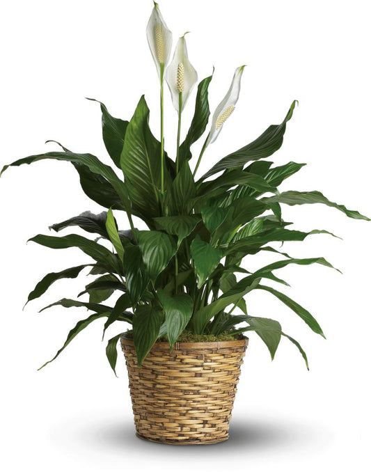 Simply Elegant Spath