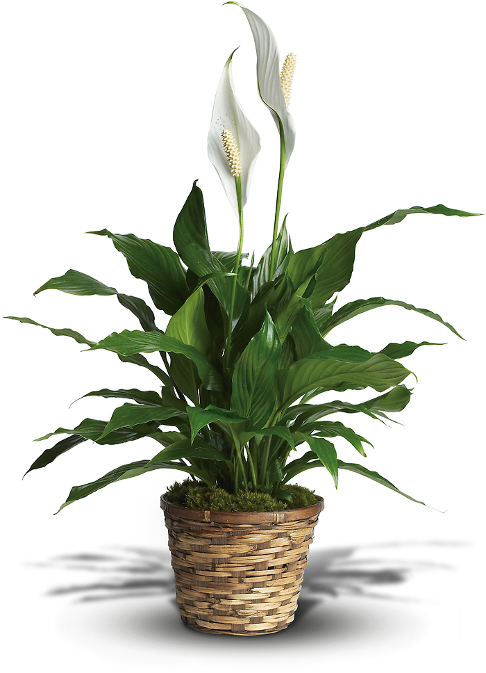 Simply Elegant Spathiphyllum Small