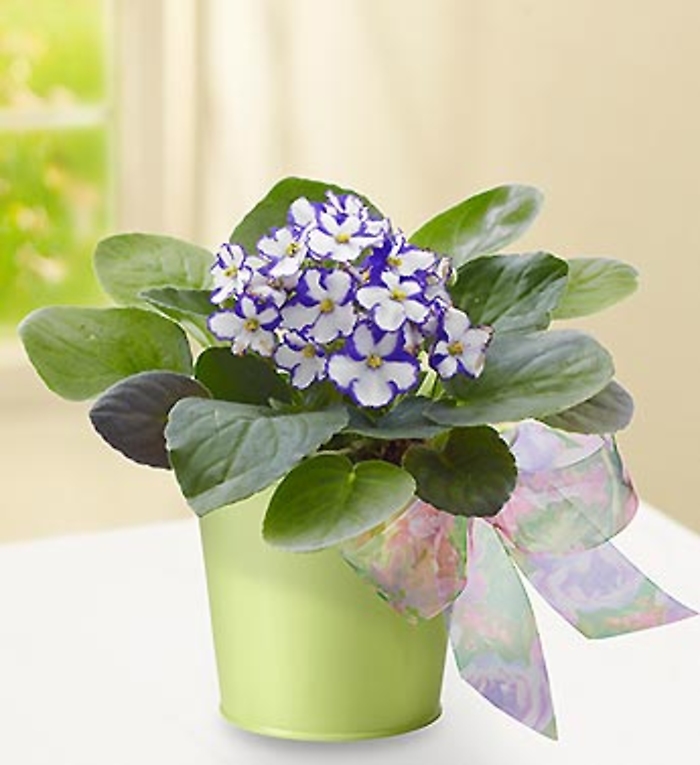 Violet in Planter