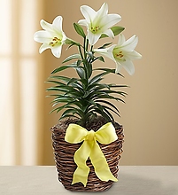 Easter Sentiments Lily Plant